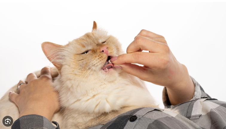 Vitamin Terbaik Agar Bulu Kucing Tidak Rontok Vitamin Terbaik Agar Bulu Kucing Tidak Rontok