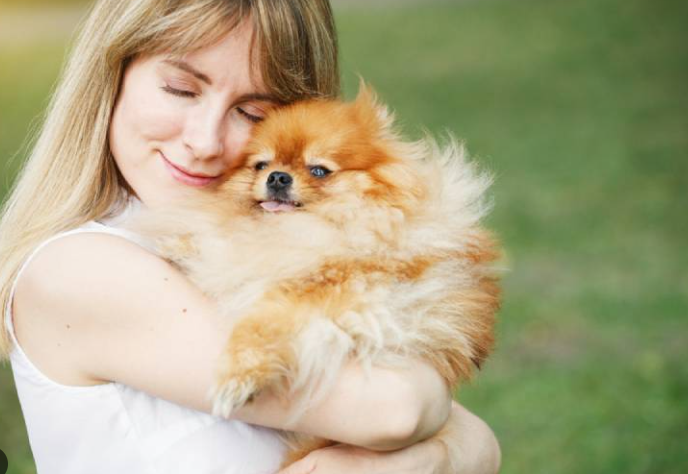 Anjing Mini Pom: Ciri, Harga, Dan Cara Merawatnya! Anjing Mini Pom: Ciri, Harga, Dan Cara Merawatnya!