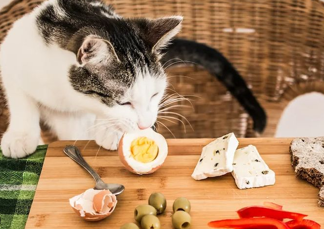 Apakah Kucing Boleh Makan Telur Rebus? Wajib Baca! Apakah Kucing Boleh Makan Telur Rebus? Wajib Baca!
