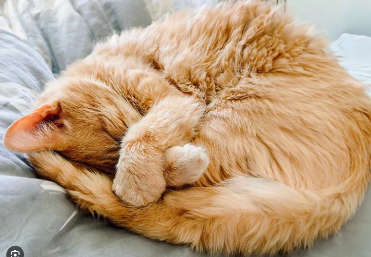 Arti Posisi Tidur Kucing: Kenali Bahasa Tubuhnya! Arti Posisi Tidur Kucing: Kenali Bahasa Tubuhnya!