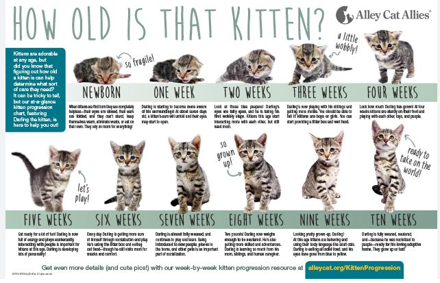 Berapa Umur Kucing Dalam Hitungan Manusia? Ini Perbandingannya! Berapa Umur Kucing Dalam Hitungan Manusia? Ini Perbandingannya!