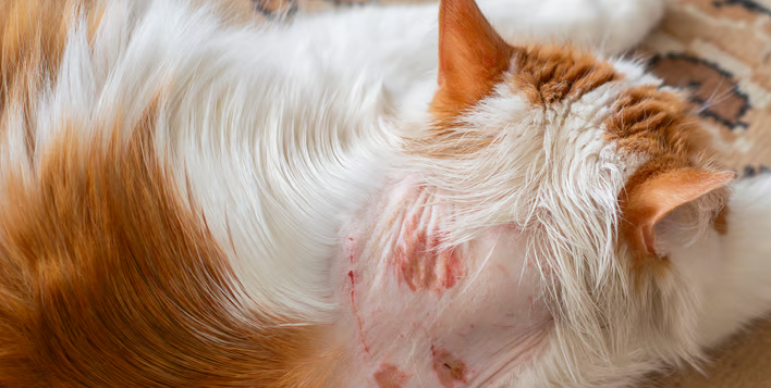 Bulu Kucing Rontok Parah? Ini Penyebab Dan Solusinya! Bulu Kucing Rontok Parah? Ini Penyebab Dan Solusinya!
