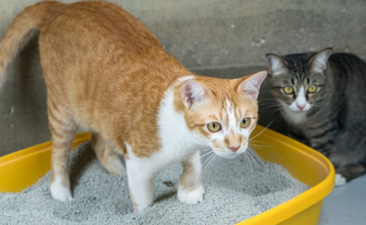 Bunga Pasir Kucing, Manfaat dan Cara Menggunakannya Bunga Pasir Kucing, Manfaat dan Cara Menggunakannya