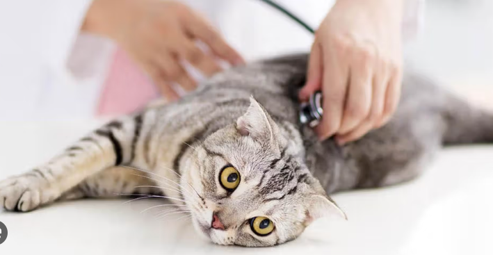 Cara Mengobati Kucing Demam Agar Cepat Sehat! Cara Mengobati Kucing Demam Agar Cepat Sehat!