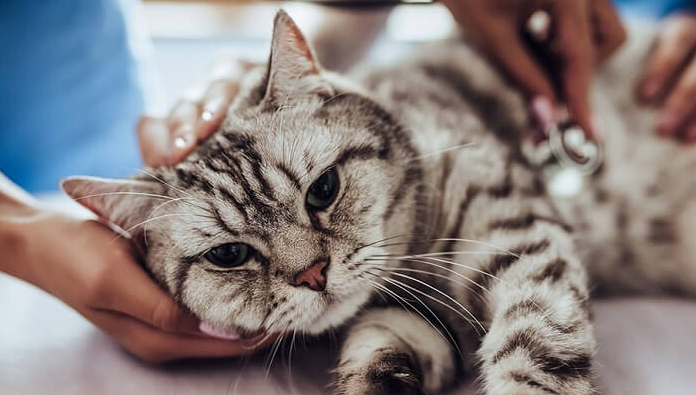 Cara Mengobati Kucing Yang Sering Bersin, Penyebab dan Solusi Cara Mengobati Kucing Yang Sering Bersin, Penyebab dan Solusi