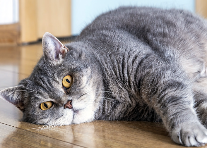 Cara Merawat Kucing Gendut Agar Tetap Sehat dan Aktif! Cara Merawat Kucing Gendut Agar Tetap Sehat dan Aktif!