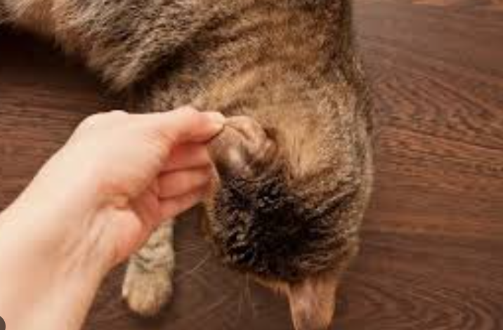 Cara Merawat Kucing Jamuran, Hilangkan Dengan Cepat! Cara Merawat Kucing Jamuran, Hilangkan Dengan Cepat!