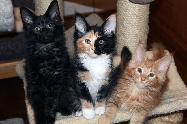 Cara Merawat Kucing Umur 3 Bulan Agar Sehat Dan Lincah! Cara Merawat Kucing Umur 3 Bulan Agar Sehat Dan Lincah!