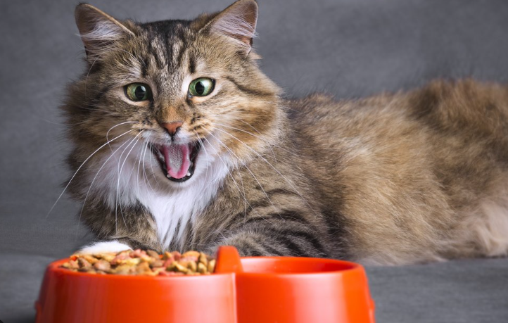 Ciri-Ciri Kucing Alergi Makanan dan Cara Mengatasinya! Ciri-Ciri Kucing Alergi Makanan dan Cara Mengatasinya!