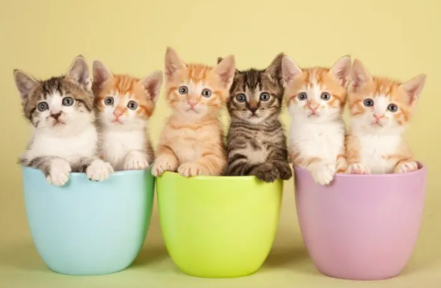 Gambar Kucing Comel Yang Super Menggemaskan! Gambar Kucing Comel Yang Super Menggemaskan!