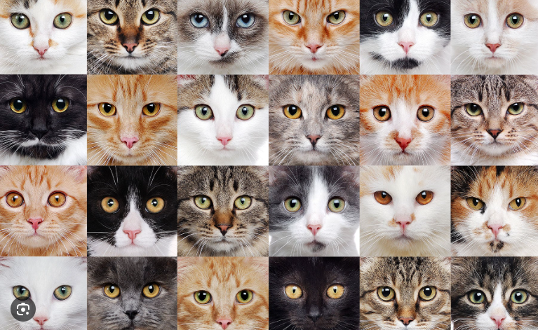 10+ Gambar Kucing Cute Yang Super Menggemaskan! 10+ Gambar Kucing Cute Yang Super Menggemaskan!