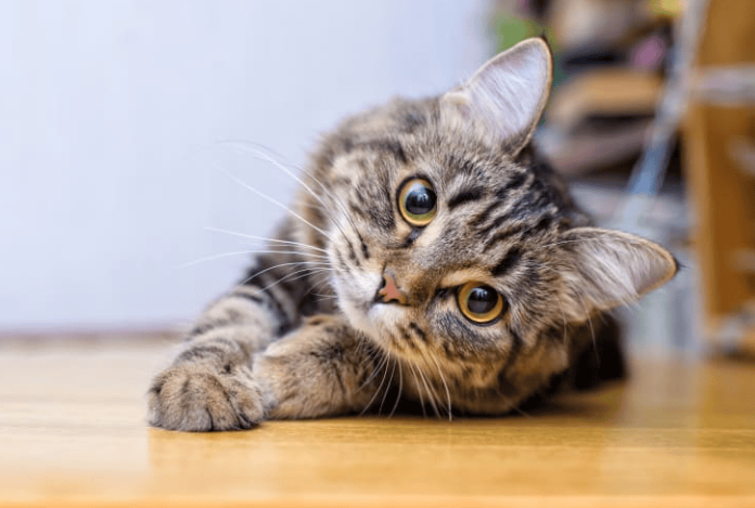Jenis-Jenis Kucing Di Indonesia Yang Wajib Diketahui! Jenis-Jenis Kucing Di Indonesia Yang Wajib Diketahui!