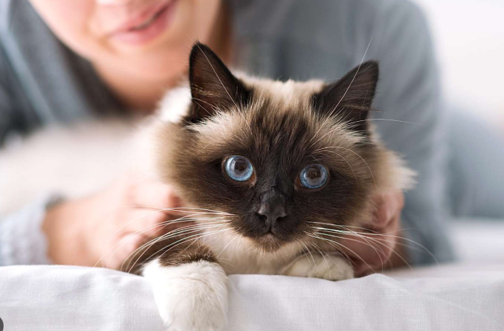 Jenis Kucing Comel Yang Paling Menggemaskan! Jenis Kucing Comel Yang Paling Menggemaskan!