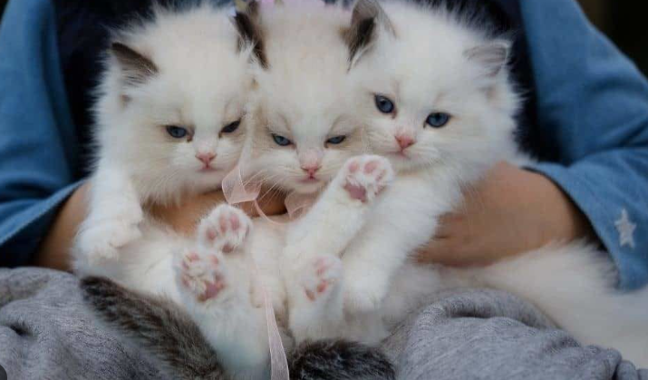 5 Jenis Kucing Mata Biru Yang Menawan! 5 Jenis Kucing Mata Biru Yang Menawan!