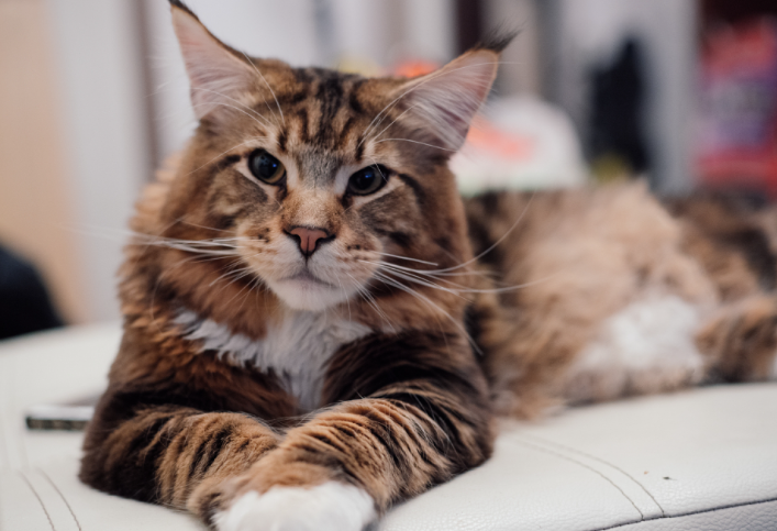 5 Jenis Kucing Telinga Panjang Yang Unik dan Lucu! 5 Jenis Kucing Telinga Panjang Yang Unik dan Lucu!