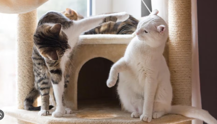 Kenapa Kucing Sering Berantem? Ini Penjelasannya! Kenapa Kucing Sering Berantem? Ini Penjelasannya!