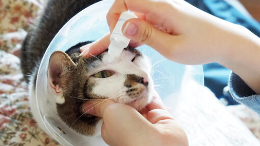 Kenapa Mata Kucing Berair? Ini 5 Penyebab Dan Cara Mengatasinya! Kenapa Mata Kucing Berair? Ini 5 Penyebab Dan Cara Mengatasinya!