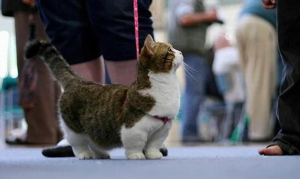 Kucing Berkaki Pendek, Jenis dan Fakta Menariknya! Kucing Berkaki Pendek, Jenis dan Fakta Menariknya!