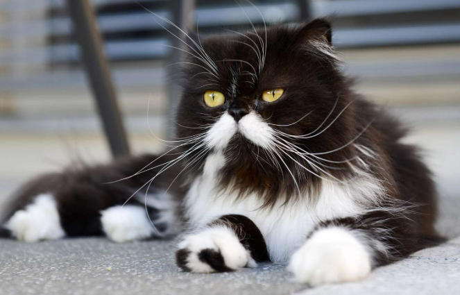 Kucing Hitam Putih Persia, Cantik Dan Menggemaskan! Kucing Hitam Putih Persia, Cantik Dan Menggemaskan!