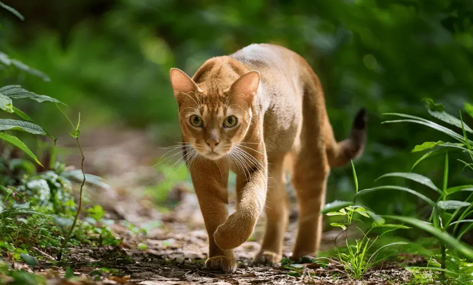 Kucing Hutan Borneo: Fakta Unik dan; Harganya! Kucing Hutan Borneo: Fakta Unik dan; Harganya!