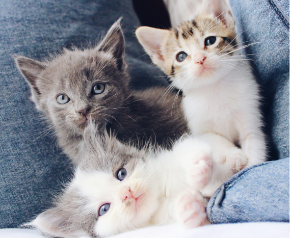Kucing Imut Sedunia, Mana Yang Paling Gemas? Kucing Imut Sedunia, Mana Yang Paling Gemas?