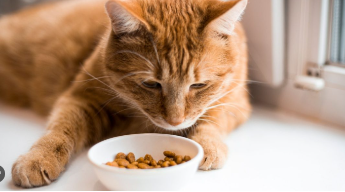 Kucing Lemas dan Tidak Mau Makan? Segera Lakukan Ini! Kucing Lemas dan Tidak Mau Makan? Segera Lakukan Ini!