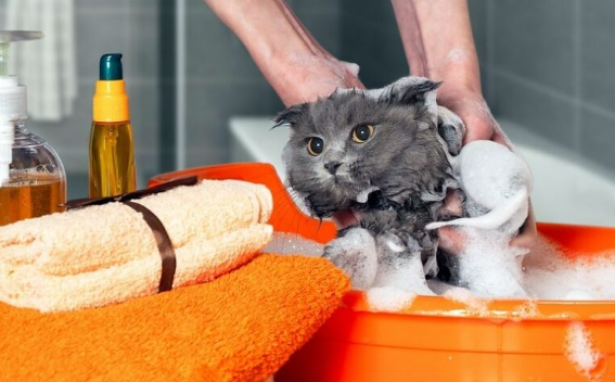 Kucing Menyusui Boleh Dimandikan? Simak Tips Aman Ini! Kucing Menyusui Boleh Dimandikan? Simak Tips Aman Ini!