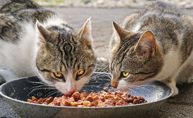 Makanan Kucing Bolt, Apakah Bagus? Simak Ulasannya! Makanan Kucing Bolt, Apakah Bagus? Simak Ulasannya!