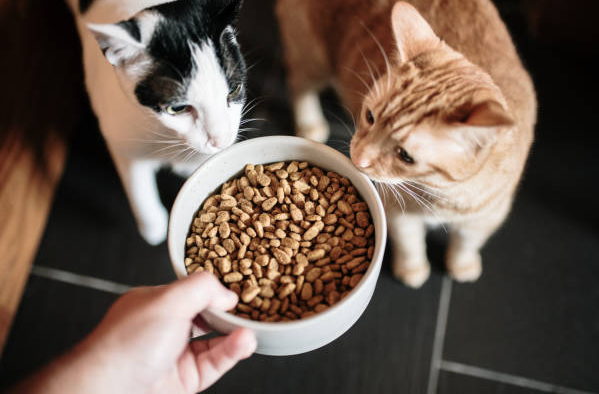 10 Makanan Kucing Terbaik Agar Sehat Dan Aktif! 10 Makanan Kucing Terbaik Agar Sehat Dan Aktif!