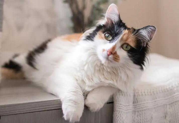 Mengenal Kucing Kembang Telon: Ciri, Harga, Dan Keunikannya! Mengenal Kucing Kembang Telon: Ciri, Harga, Dan Keunikannya!
