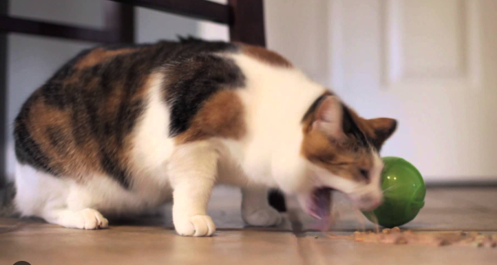 Obat Kucing Muntah Yang Ampuh Dan Cepat! Obat Kucing Muntah Yang Ampuh Dan Cepat!