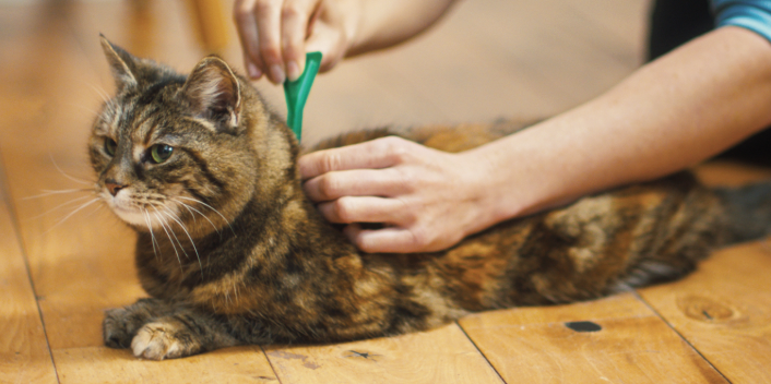 Obat Kutu Kucing Tradisional Yang Ampuh & Alami! Obat Kutu Kucing Tradisional Yang Ampuh & Alami!