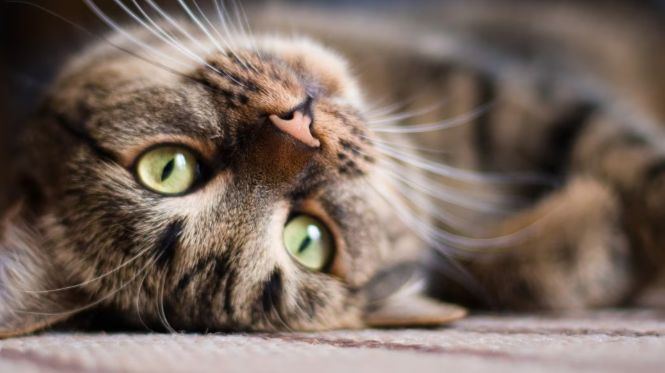 Obat Mata Kucing Belekan Yang Aman dan Ampuh! Obat Mata Kucing Belekan Yang Aman dan Ampuh!