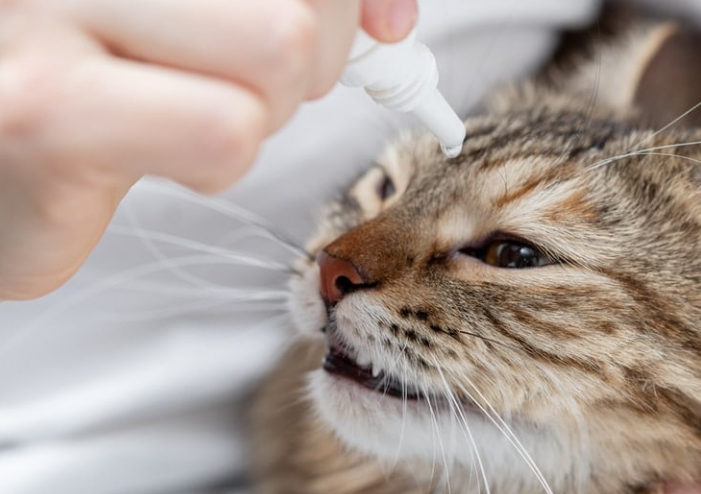 Obat Sakit Mata Kucing Yang Ampuh Dan Aman! Obat Sakit Mata Kucing Yang Ampuh Dan Aman!