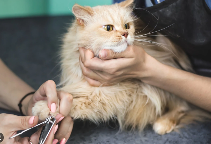 Penyebab Bulu Kucing Rontok Parah dan Cara Mengatasinya Penyebab Bulu Kucing Rontok Parah dan Cara Mengatasinya