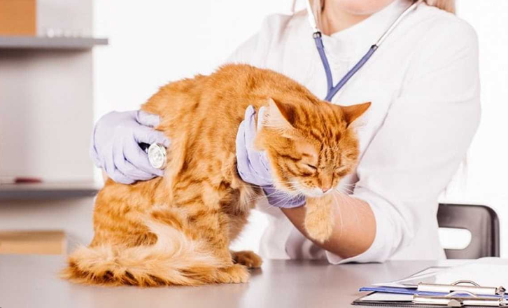 Cara Mengatasi Kucing Keracunan, Jangan Panik! Cara Mengatasi Kucing Keracunan, Jangan Panik!