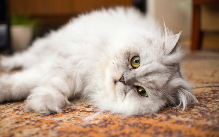 Ciri-Ciri Kucing Anggora Kecil Yang Asli Ciri-Ciri Kucing Anggora Kecil Yang Asli
