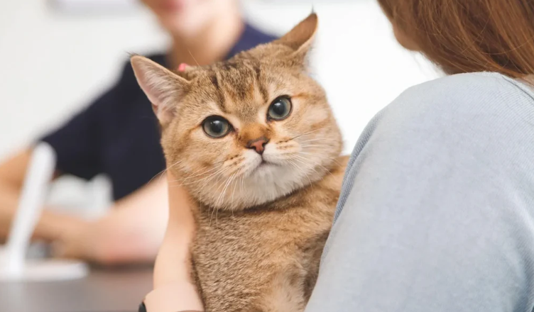 8 Ciri-Ciri Kucing Stres Dan Cara Mengatasinya! 8 Ciri-Ciri Kucing Stres Dan Cara Mengatasinya!