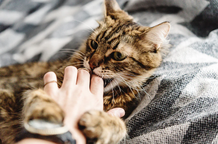 Mimpi Digigit Kucing Di Tangan Kiri, Pertanda Apa? Mimpi Digigit Kucing Di Tangan Kiri, Pertanda Apa?