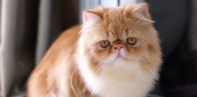 Harga Kucing Peaknose, Si Hidung Pesek Yang Menggemaskan! Harga Kucing Peaknose, Si Hidung Pesek Yang Menggemaskan!