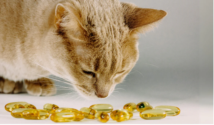 Minyak Ikan Untuk Kucing, Manfaat Dan Cara Pemberiannya! Minyak Ikan Untuk Kucing, Manfaat Dan Cara Pemberiannya!
