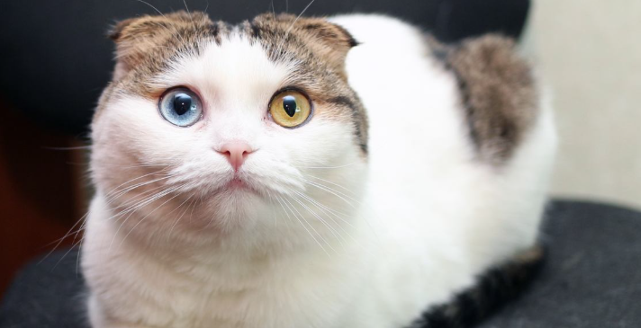5 Warna Mata Kucing Yang Langka dan Maknanya 5 Warna Mata Kucing Yang Langka dan Maknanya