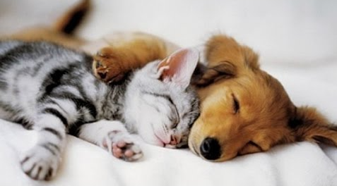 Arti Kucing Tidur Dekat Kita Menurut Islam, Wajib Tahu! Arti Kucing Tidur Dekat Kita Menurut Islam, Wajib Tahu!