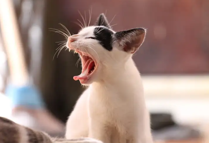 Cara Mengatasi Kucing Birahi Agar Tidak Rewel! Cara Mengatasi Kucing Birahi Agar Tidak Rewel!