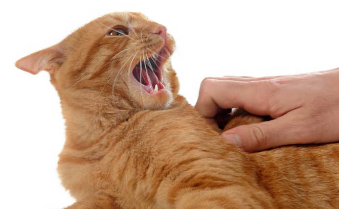 Cara Menjinakkan Kucing Galak Agar Jadi Penurut! Cara Menjinakkan Kucing Galak Agar Jadi Penurut!
