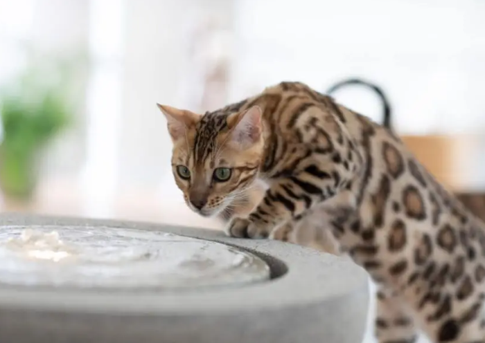 Cara Menjinakkan Kucing Liar Agar Nurut Dalam 7 Hari! Cara Menjinakkan Kucing Liar Agar Nurut Dalam 7 Hari!