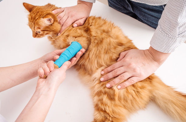 Cara Menyembuhkan Kaki Bengkak Pada Kucing Dengan Cepat! Cara Menyembuhkan Kaki Bengkak Pada Kucing Dengan Cepat!