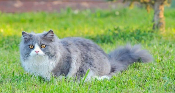Ciri-Ciri Kucing Persia Asli Yang Wajib Diketahui! Ciri-Ciri Kucing Persia Asli Yang Wajib Diketahui!