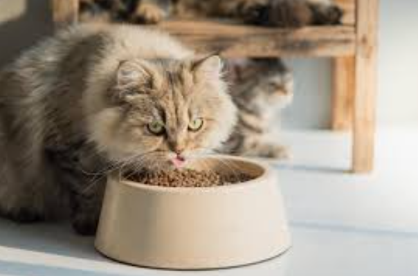 Dry Food Kucing Terbaik Untuk Kesehatan Bulu & Pencernaan! Dry Food Kucing Terbaik Untuk Kesehatan Bulu & Pencernaan!