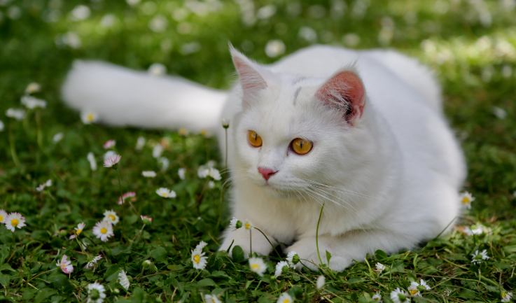 5+ Foto Kucing Anggora Lucu Yang Bikin Gemas! 5+ Foto Kucing Anggora Lucu Yang Bikin Gemas!